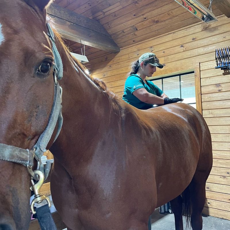 Benefits Of Equine Chiropractic Care Find Alignment Carter 